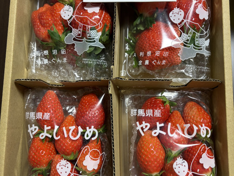 【朝摘み】じゅわっと甘い(^^)群馬のいちご【やよいひめ】サイズおまかせ4パック 収穫当日の新鮮ないちごをその日のうちに発送!じっくり時間をかけて熟した美味しいいちごです!