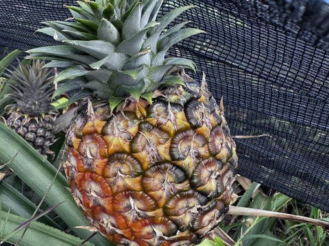 沖縄県石垣島産小玉ピーチパイン4個