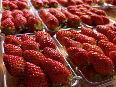 新品種！かなこまち　神奈川県オリジナル品種！