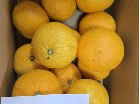 伊豆白浜産　自然栽培の甘夏　約5kg(12〜14個ぐらい)