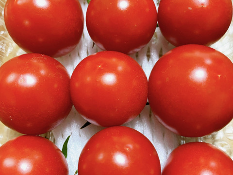 【限定品‼️8月23日発送❗️】ミニトマト　ピンキー、恋味、ミディトマト　リコピンポン‼️食べ比べセット❗️