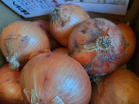 新玉ねぎ3kg🅱️🧅淡路島極熟玉葱　今が旬‼️ 特別栽培農産物　シャーロットオニオン