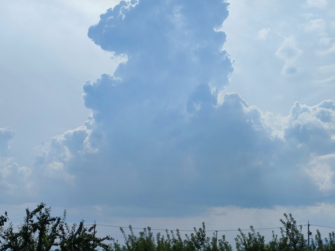 プルーンジャム（品種：マジョリース）260g・3個