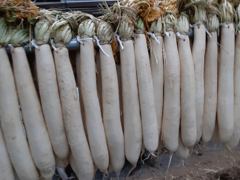 たくあん用干し大根　4本