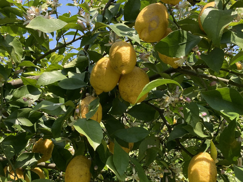 無・瀬戸田レモン9.5kg