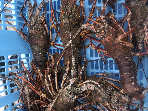 【活き】伊勢海老　特大1匹1.2kg.中型600g