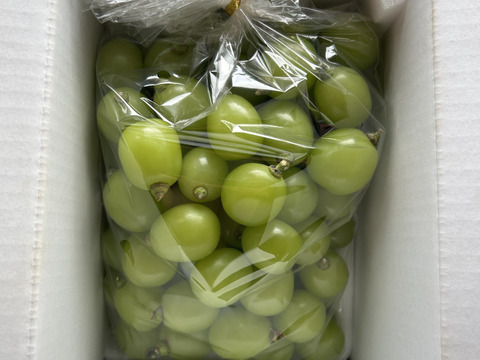 シャインマスカット　粒　アウトレット（ご家庭用1000g）