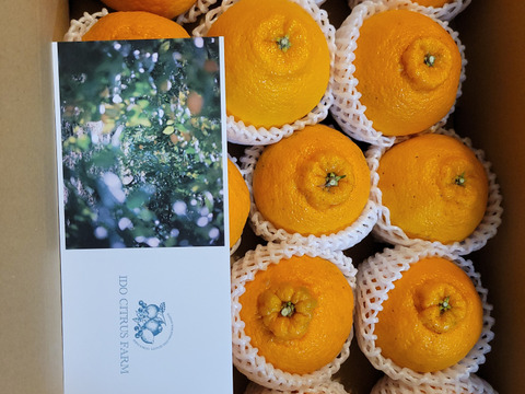 ジューシー！！食べ応え抜群！　不知火　（15玉前後）