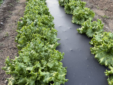 グリーンリーフレタス　2玉　群馬県東吾妻町産