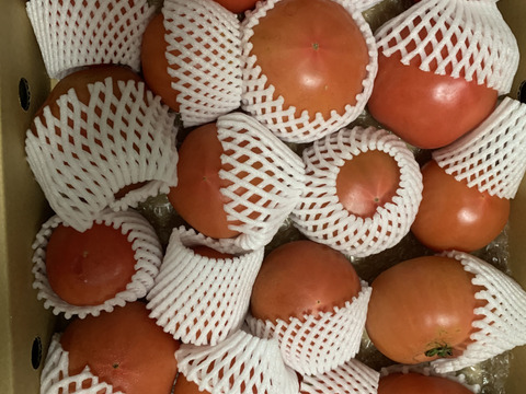 🍅復帰祭🍅ドドンと！お得な訳ありトマト約4kg (約15〜30玉)【福岡県産トマト】🍅