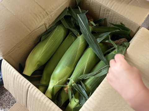 極甘とうもろこし🌽『深谷産ドルチェドリーム』8本