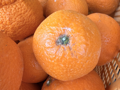 【訳あり品】清見オレンジ 4.5kg 和歌山県産【まるでゼリー！】