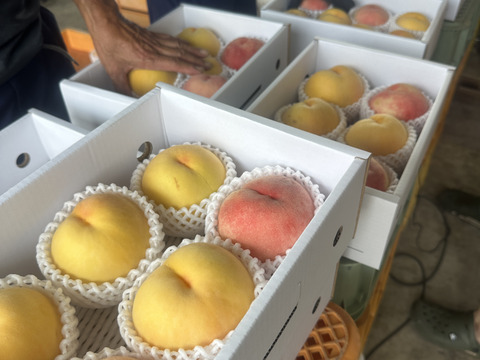 山形県産 桃 わけあり 3キロ2箱 お楽しみ訳ありボックス🍑】山形県天童産 桃 2.0k 【 果肉ジューシー