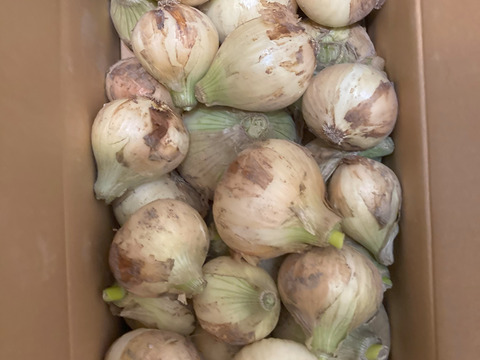 【訳あり】淡路島玉ねぎ！5キロ　1番人気