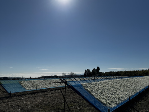 【自然栽培】切り干し大根(宮重大根)200gチャック袋入り