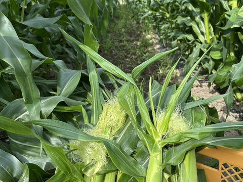 生でも甘い白いスイートコーン6本入り 11月出荷