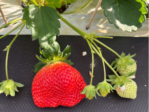 【シンガポールセレブ御用達】🍓やみつきリピーター続出🍓累計数十万人が虜になる実力糖度『八女津姫ブランドいちご』お試しキャンペーン約250g【冬ギフト】【2月下旬予約】