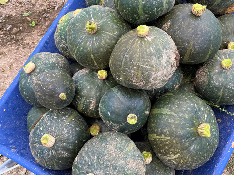 北海道産　農薬不使用かぼちゃ 【グラッセ】 　 5kg