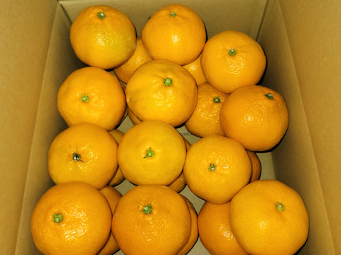 【特別栽培】和歌山県(桃山町産)　みかん【宮川早生】5kg(中みかん)