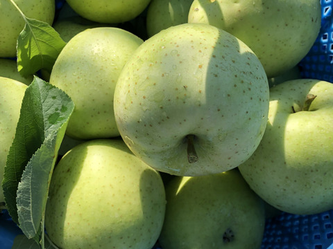 ★大人気★🍎葉とらずふじ🍏王林（家庭用１３～２０玉）約５キロ　ID124974