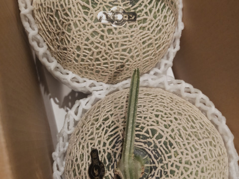 家庭用温室マスクメロン【良】約2.8㎏　2玉　愛知県豊橋産