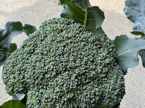 ◆冷蔵便◆ 採れたて新鮮‼️ブロッコリーを80サイズでお届け！