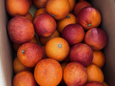 ブラッドオレンジ（タロッコ）訳あり　3Ｋ　特別栽培　熊本不知火産