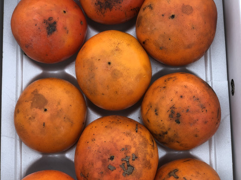 皮ごとカブっと！自然栽培の昔懐かしい山柿9玉