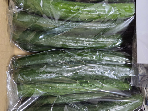 朝採り！信州産きゅうりA品３ｋｇ