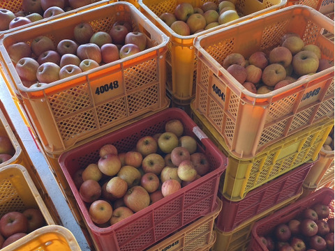 福箱お買い得！福島の美味しい『ふじりんご』10キロ箱
