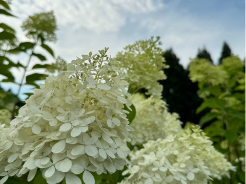 ピラミッド紫陽花（ライムライト）5本　30〜50㎝