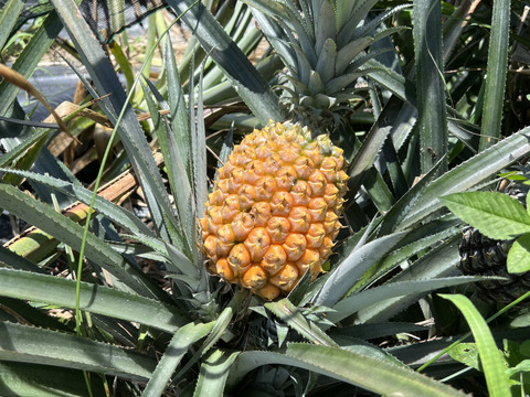 【希少】樹上完熟ボゴール(スナックパイン)2〜3玉🍍(2kg〜)