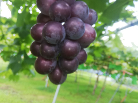 美味しくて　大満足　旬のぶどう三色セット　3房　1.4㎏以上