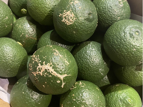 自然栽培かぼす３キロ【種あり】