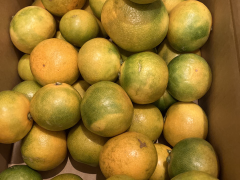 日下農園【ゆら早生】サイズ混合3kg