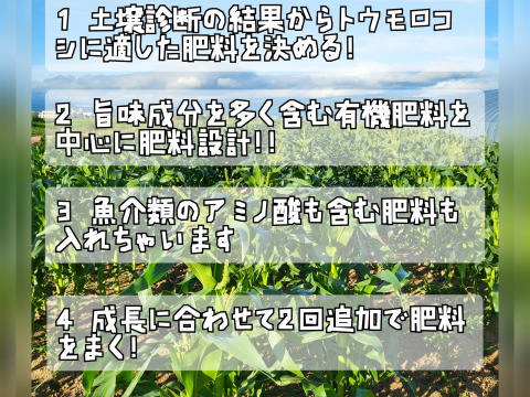 【お得】奇跡のトウモロコシ12本