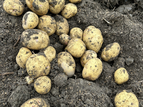 ホクホクきたあかり（L-LLサイズ）5kg ＊土付き・洗いの選択＊1KGずつの小分け梱包＊