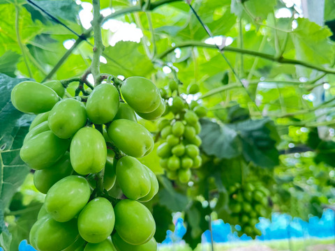 【芳醇な香り・あふれる果汁】特選シャインマスカット２房