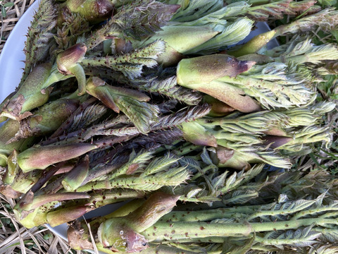春の味覚盛り合わせ　たけのこ1.3キロとタラの芽300グラム　京都産　天然