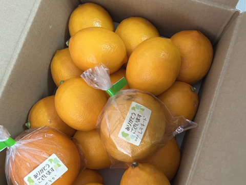 お菓子作りで違いがわかる「マイヤーレモン」2㎏　静岡県から産地直送