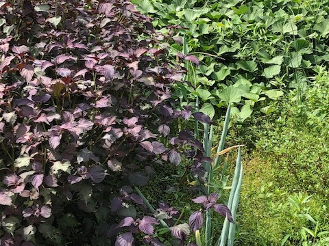 ひっこ様専用ページです。