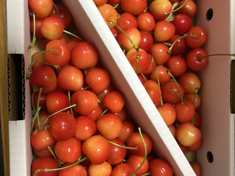 山形県産🍒さくらんぼ佐藤錦🍒秀品M・Lサイズ混合 1キロバラ詰め：山形