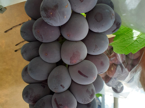 【2026年先行予約】シャインマスカットブラックビート 大人気ぶどう2種盛り合わせ計1.4kg以上(８月上旬～順次発送分)