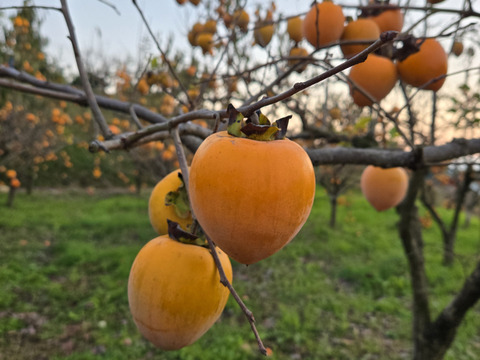 ★わけあり品　自然栽培 干し柿用 愛宕柿（小玉） 渋柿 2.5kg～ ※干し柿用クリップ必要