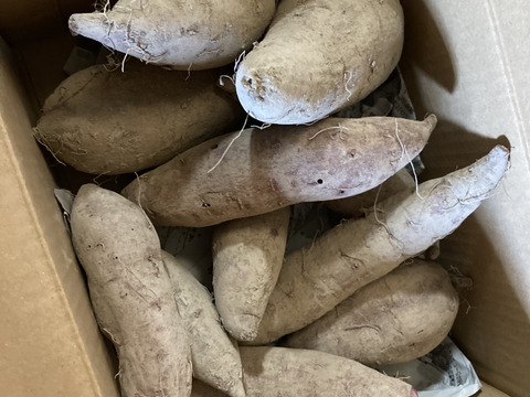 さつまいも　紫芋（魚豚紫）　自然栽培、肥料農薬不使用、自家採種1.6㎏