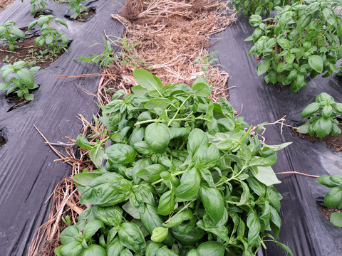 ハーブ屋さんの本格バジルソルト bonzo germination 60g