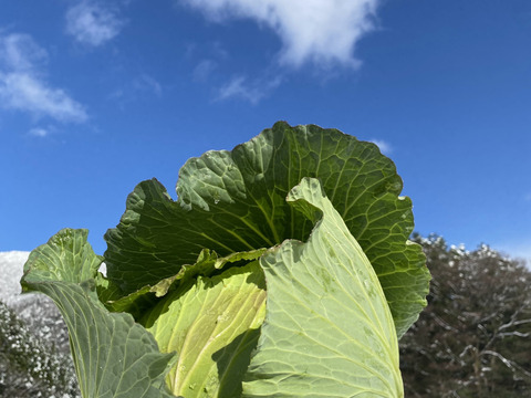 【白銀が産んだ緑宝、雪中キャベツのお届けに参りました。】　≪雪国で育まれた甘みたっぷりのキャベツ≫　兵庫県香美町産「雪ぶとんキャベツ」（２玉)