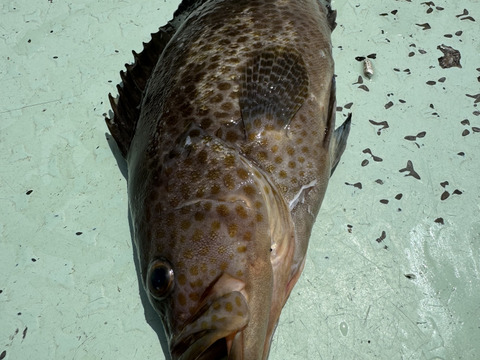 一本釣り、カゴ漁　鮮魚ボックス　3k