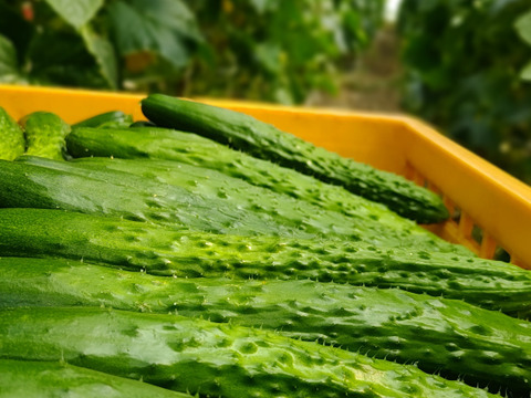 【きゅうりってこんな味だったんだ】切るだけで、忙しい日の一品に。昔ながらの朝もぎ『四川きゅうり』 １.７㎏箱