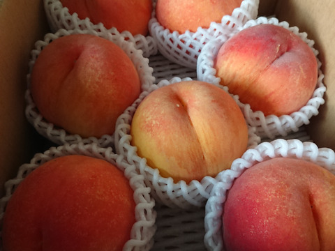 希少品種が入るかも！【品種おまかせ🍑黄桃】訳あり2kg ※8～10月発送